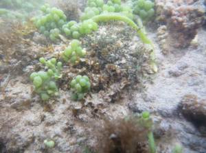 Grönalgen Caulerpa racemosa ser ut som små vindruvor på botten.