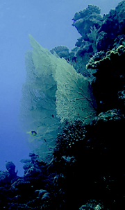 3 Eilat Observatory corals