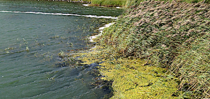 Bild 2 ång o alger driver in i viken